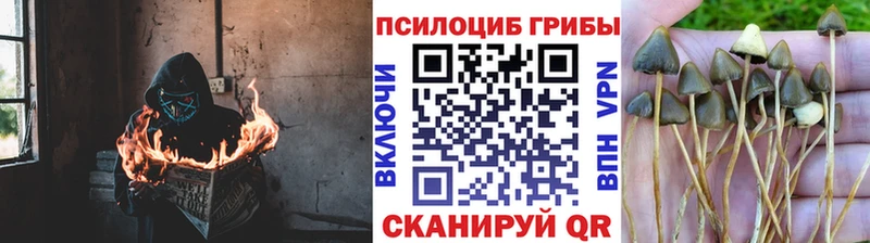 Псилоцибиновые грибы Magic Shrooms  Ярцево 